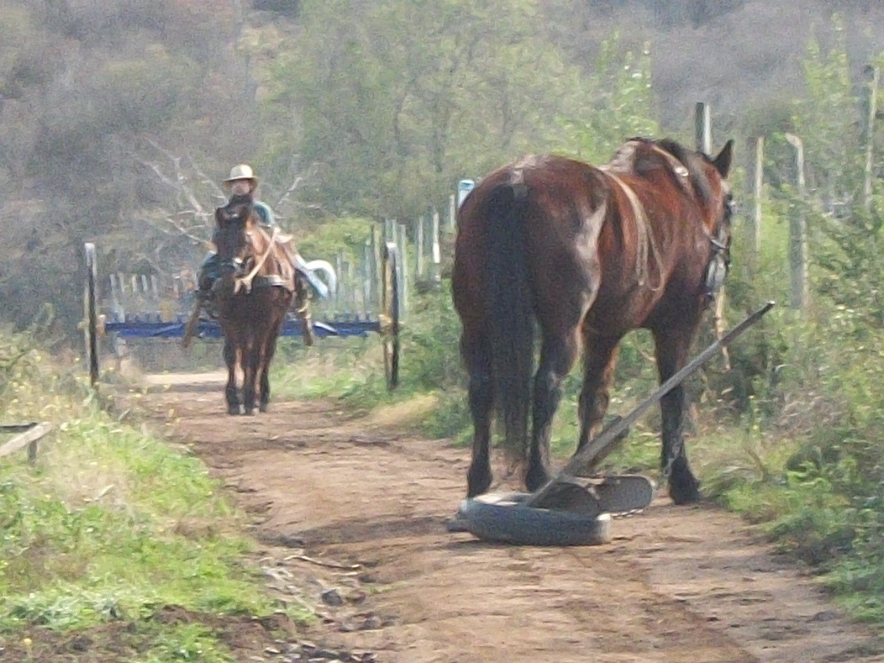 actividades en la granja