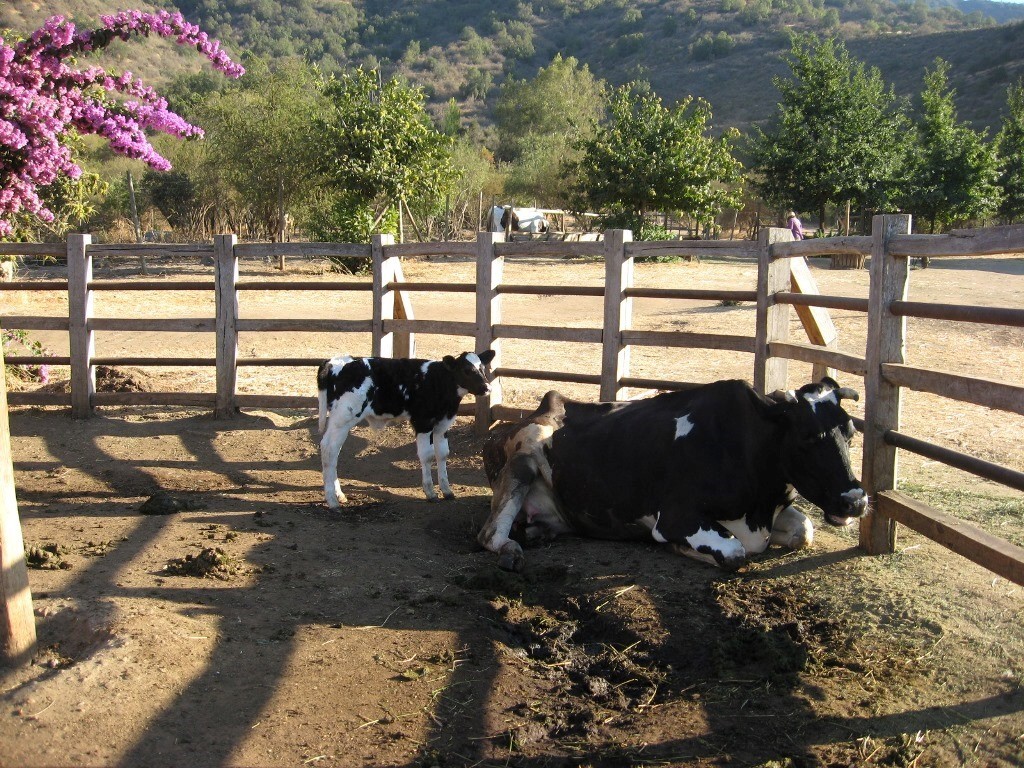 animales en la granja