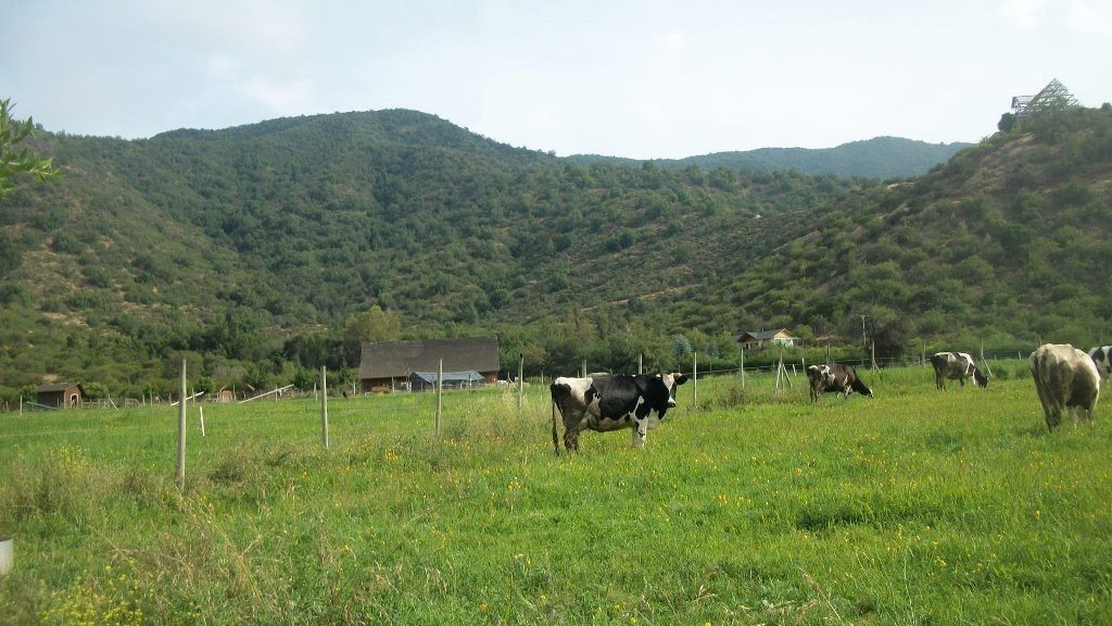 animales en la granja